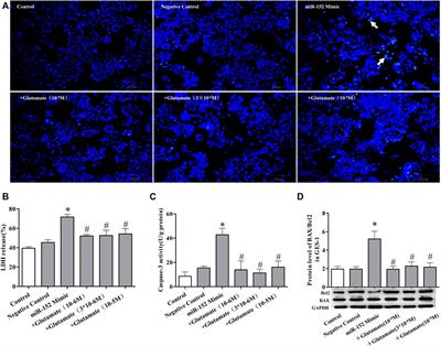 Involvement of microRNA/cystine/glutamate transporter in cold-stressed gastric mucosa injury